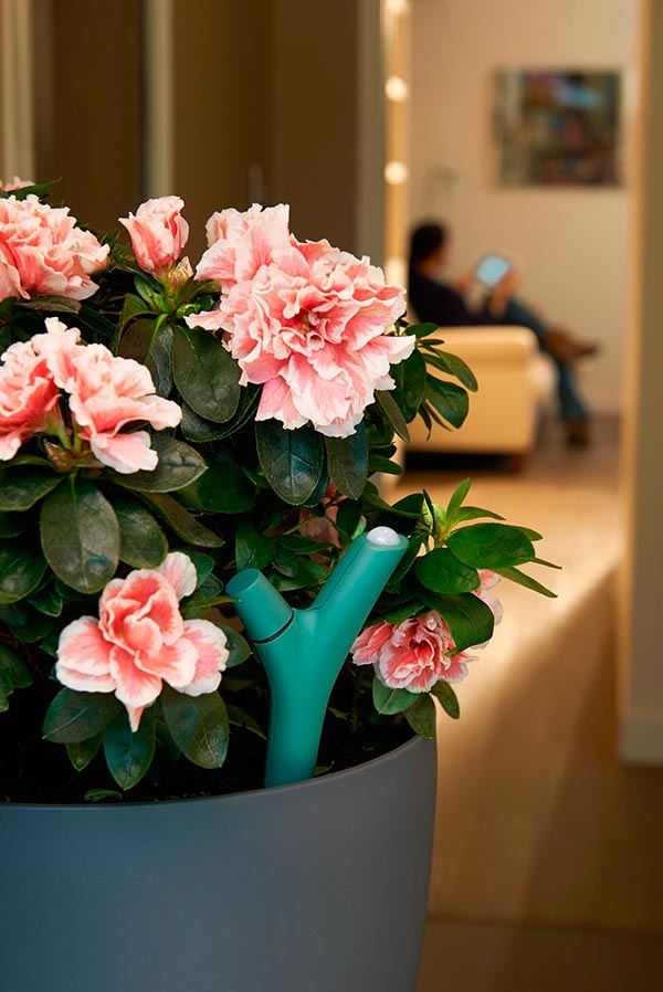 Parrot-Flower-Power-con-planta