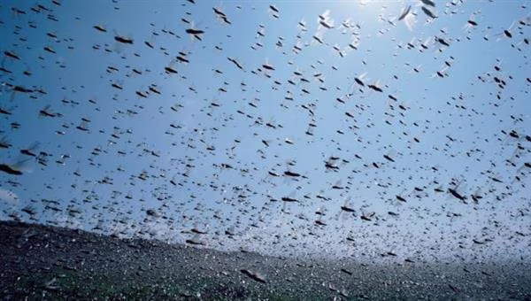 enjambres micro-drones Perdix
