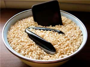 movil en arroz