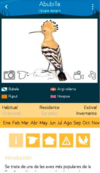 app Aves de España Abubilla