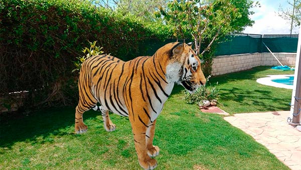 tigre 3D en casa