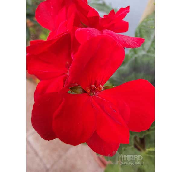 macro flor roja camara OnePlus 9