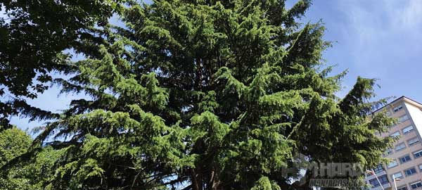 detalle arbol modo Pro camara OnePlus 9