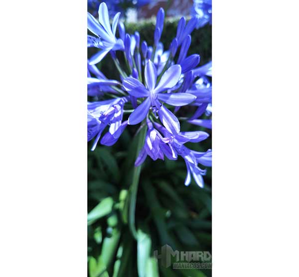 flor lila macro modo Pro camara OnePlus 9
