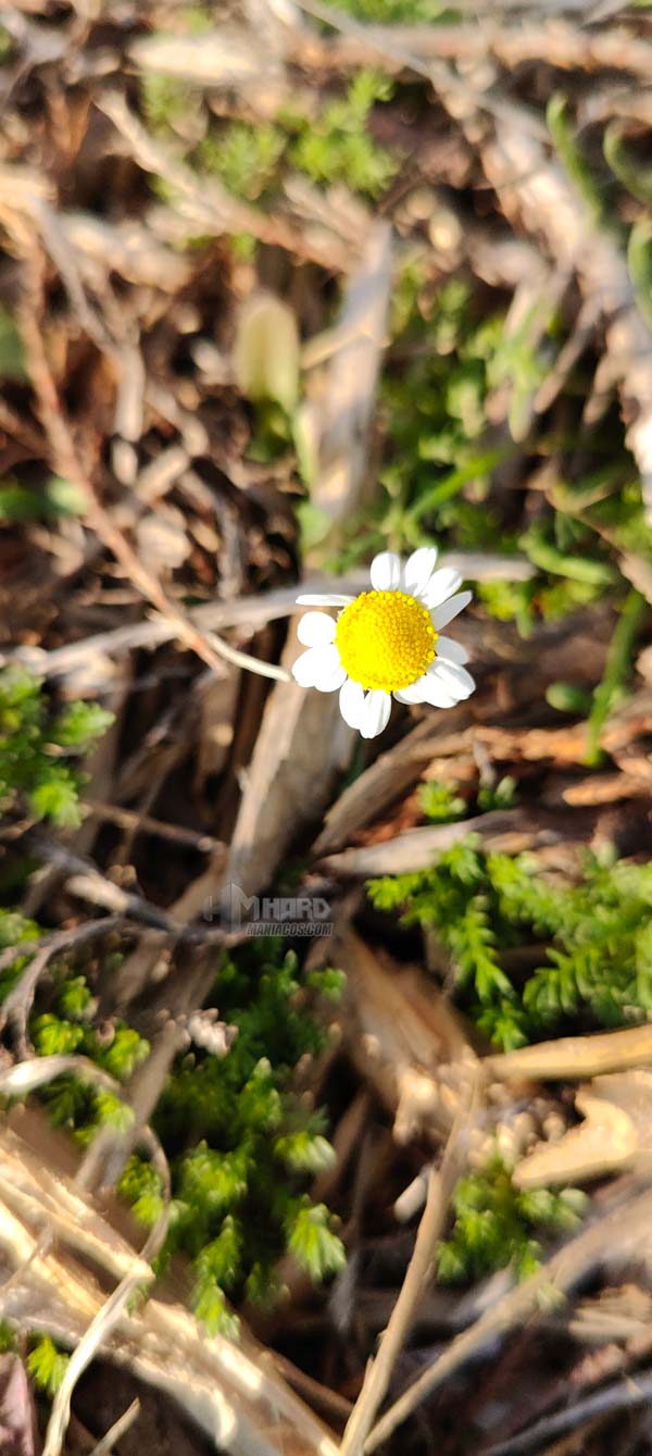 macro flor OnePlus 10 Pro