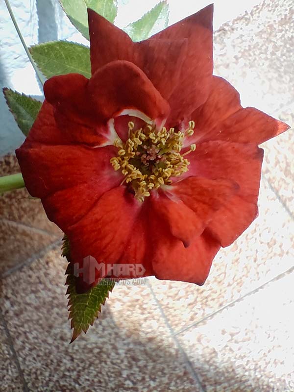 flor roja macro OnePlus 10T 5G