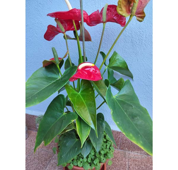 foto planta Anturio en High OnePlus Nord CE 3 Lite 5G