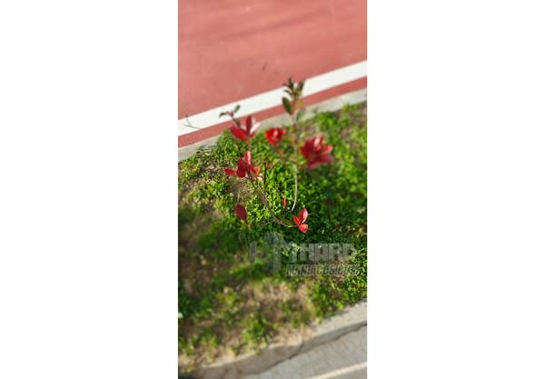 Foto flores modo diorama camara OnePlus 12